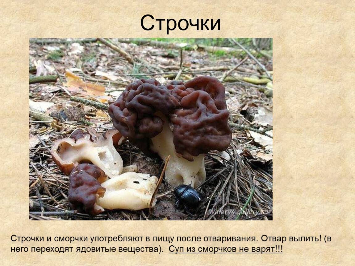Строчок обыкновенный - фото, описание, съедобный или ядовитый гриб
