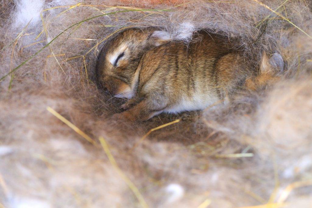 Ложная беременность у кроликов: причины и что делать