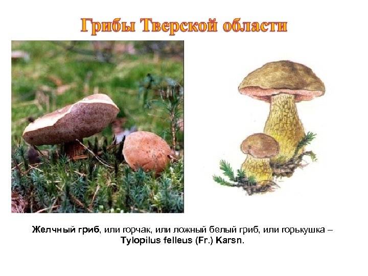 Желчный гриб: описание и свойства, отличие от белого гриба