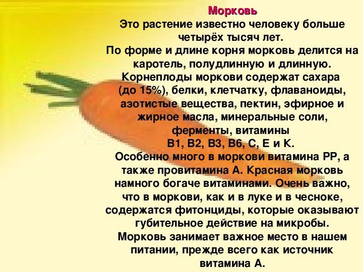 Какие витамины в моркови - полезные свойства моркови