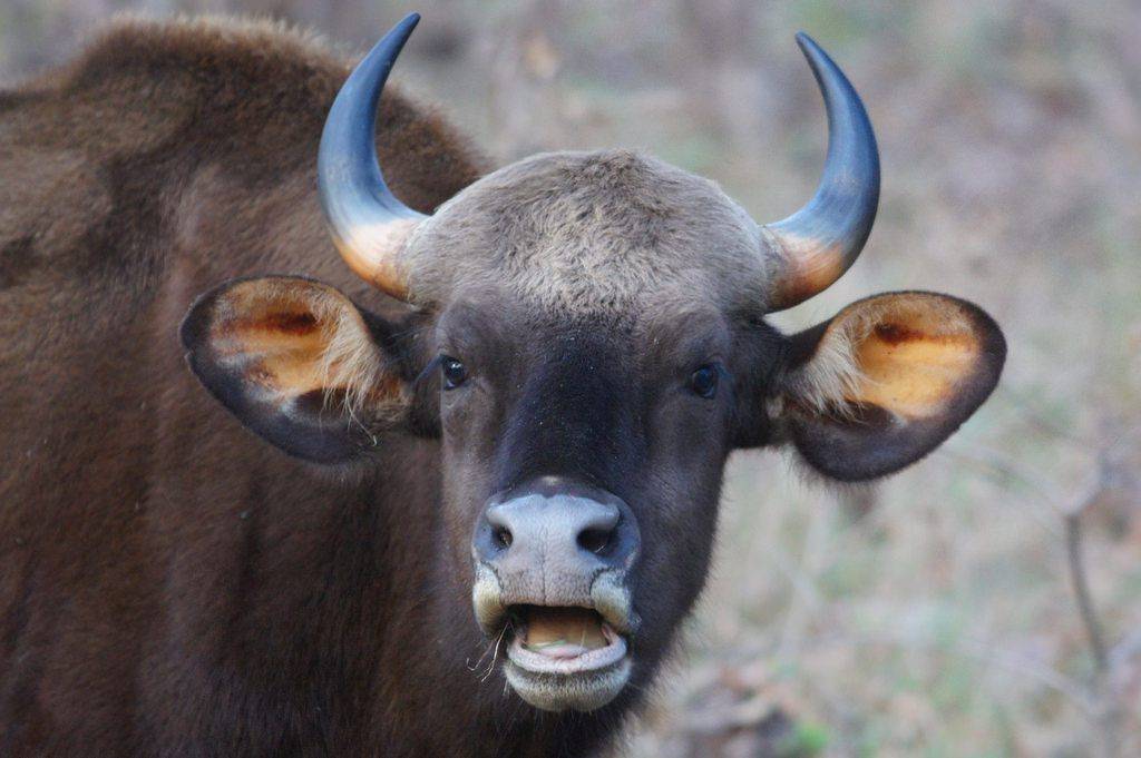 Кианская порода коров: характеристики, условия, рекорды