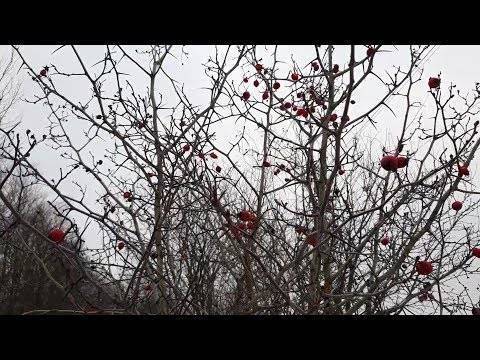 Кроваво красный боярышник: лечебные свойства, рецепты
