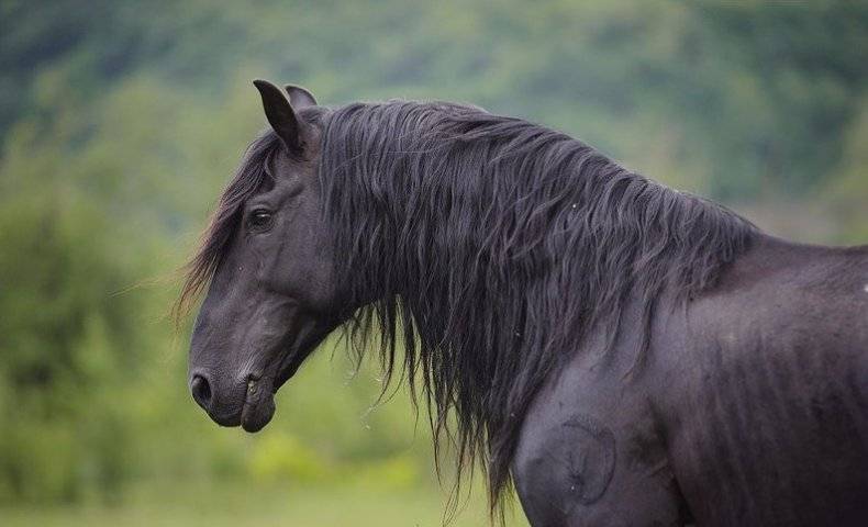 Всё о карачаевской породе лошадей: происхождение, характер и использование