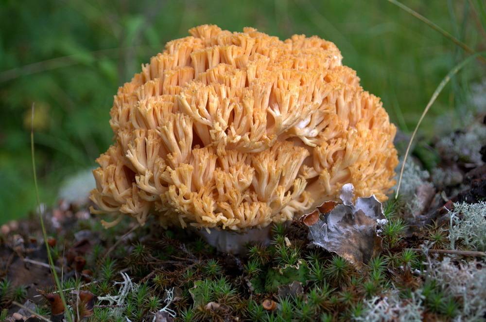 Коралловый гриб: фото и описание, полезные свойства, способы приготовления