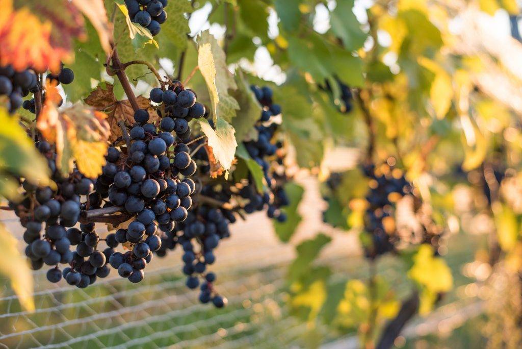 ✅ виноград амурский таежный. всё о винограде сорта таежный - живой-сад.рф