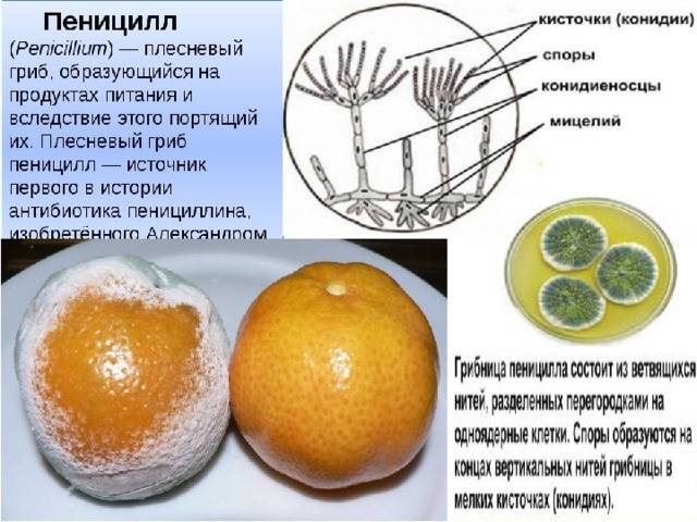 Картинка гриб пеницилл