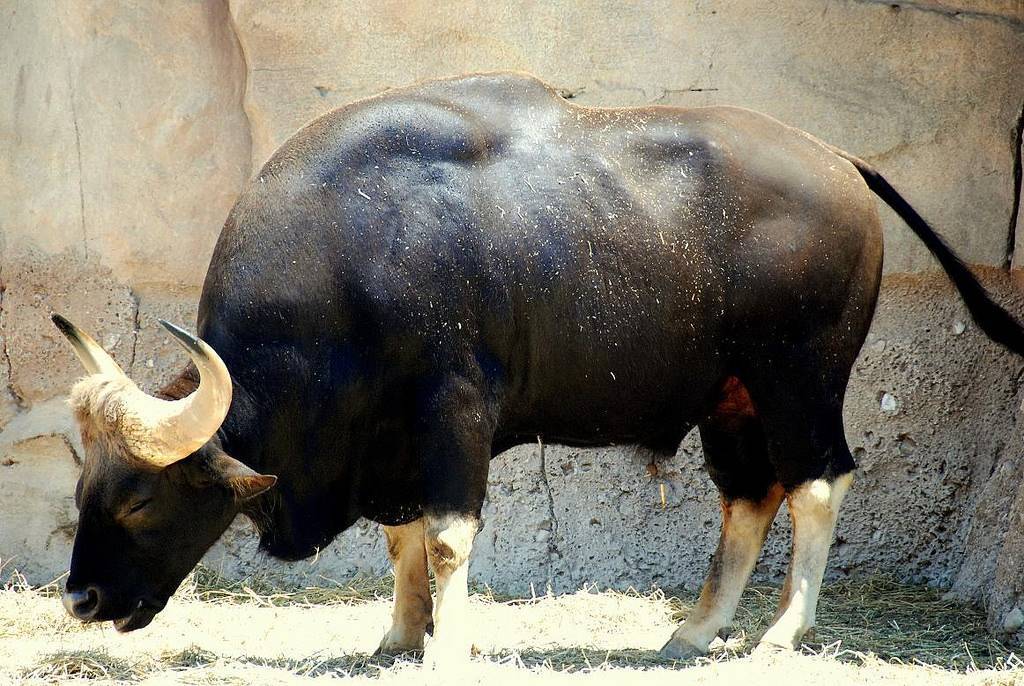 Гаур бык. образ жизни и среда обитания гаура