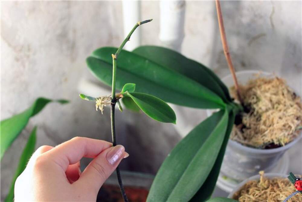 Как размножить орхидею листом в домашних условиях пошаговое фото