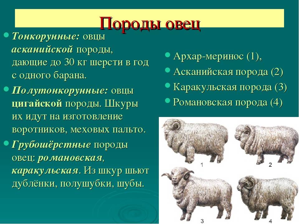 Мясные породы овец: характеристика 12 самых лучших для разведения в нашей стране