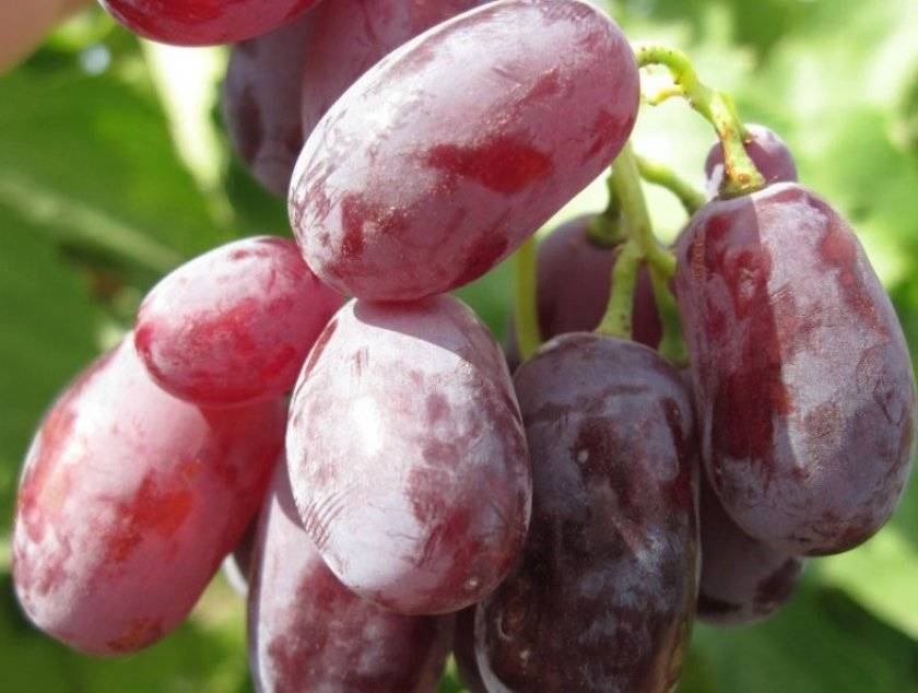 ✅ виноград ягуар: описание и характеристика сорта, особенности посадки и ухода за виноградом, фото, видео - tehnoyug.com