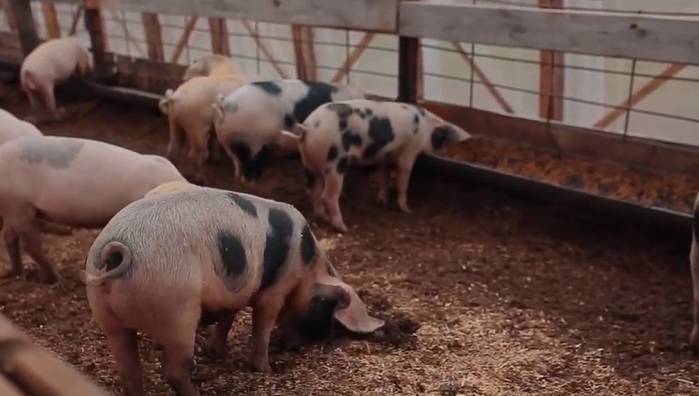Подстилка для свиней: виды и правила использования, преимущества и недостатки
