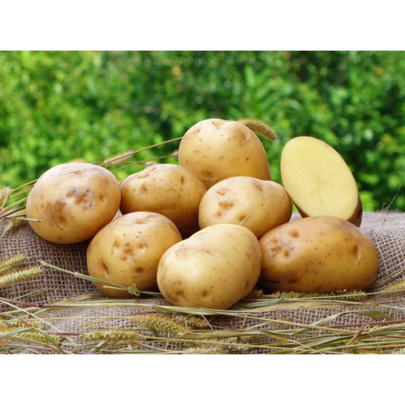Картофель ривьера: описание и характеристики сорта, вкусовые качества, достоинства и недостатки, урожайность, фото, отзывы