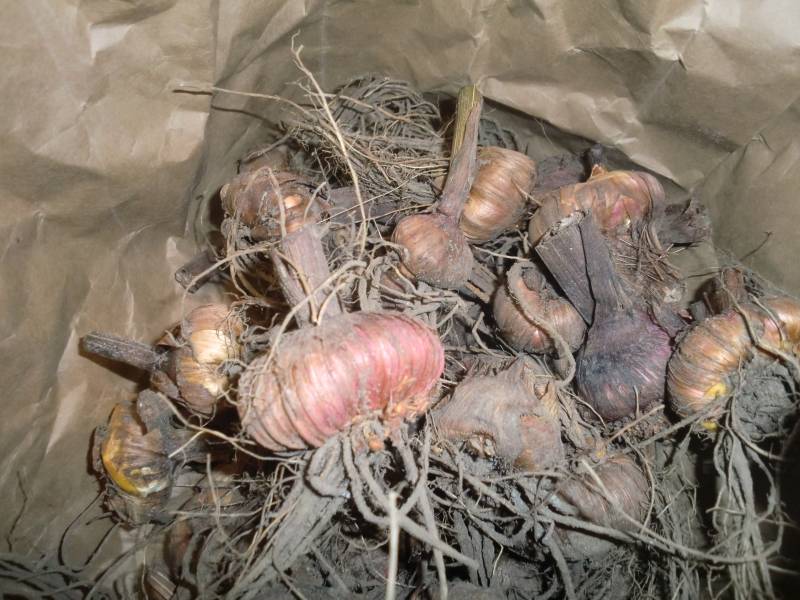 Гладиолусы: хранение луковиц на зиму