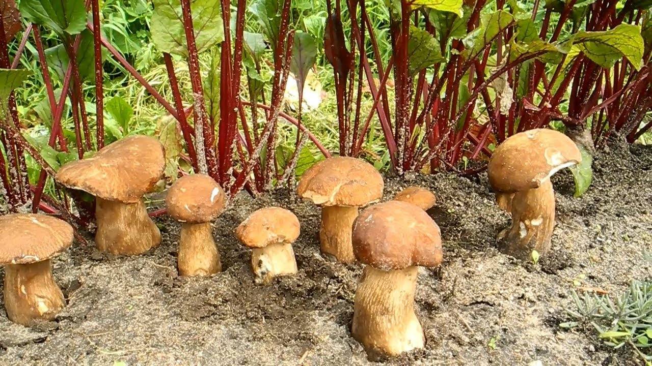 Как вырастить грибы на садовом участке дачи: выращивание лесных, где посадить в саду, как избавиться