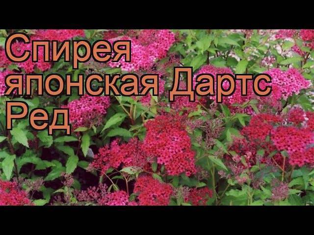 Спирея японская Дартс Ред