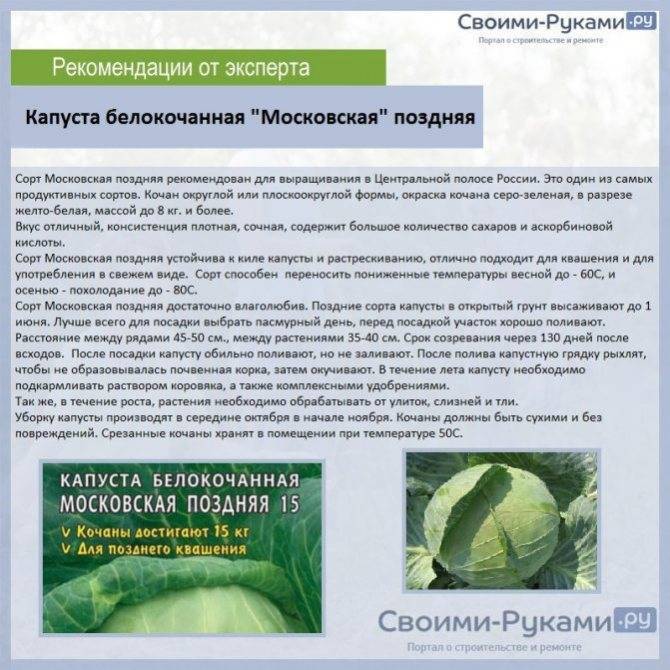Капуста белоснежка: описание, плюсы и минусы, посадка и уход, урожайность, отзывы