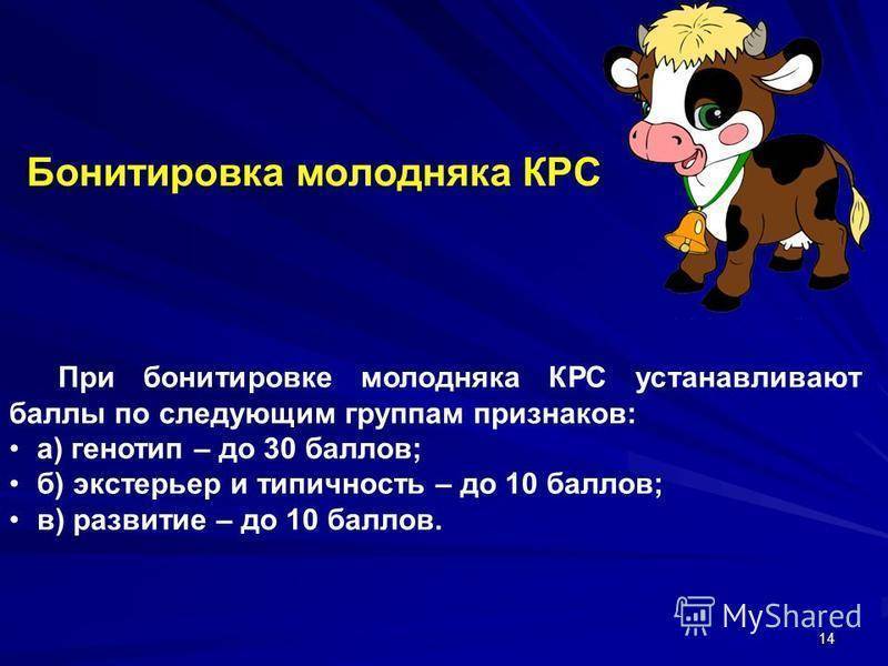 Бонитировка крс мясного направления