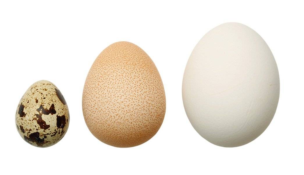 Яйца цесарки: особенности строения, полезные свойства и вред, в каких областях применяется