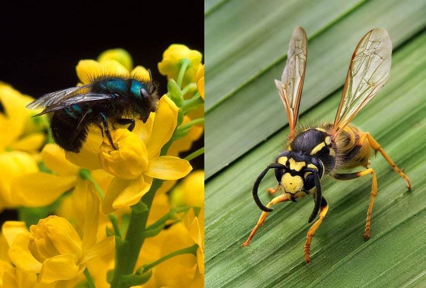 Отличия шмеля от пчелы и осы: сходства и различия, чем питаются