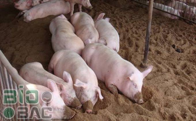 Ферментационная подстилка для свиней и кур — обзор бактерий, советы по применению