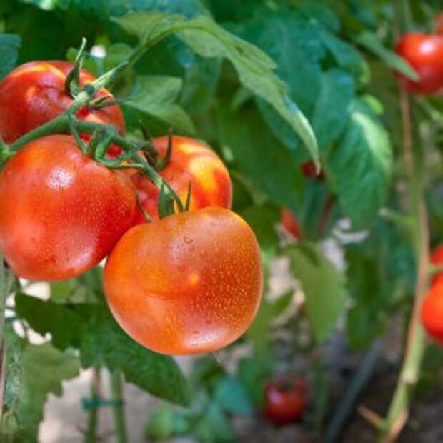 Помидоры которые не болеют фитофторой : 7 проверенных сортов томатов устойчивые к фитофторе. | красивый дом и сад