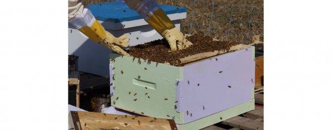 Пчеловодство для начинающих: с чего начать начинающему пчеловоду, советы новичку - как держать пчел, пасека с нуля, с чего начать