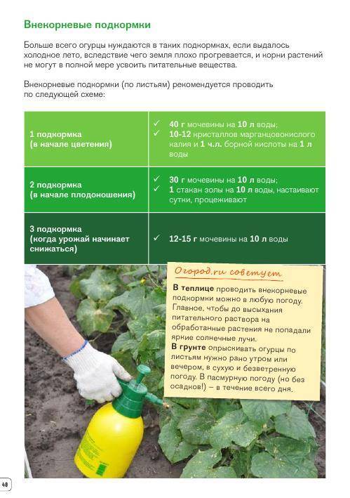 Схема подкормок томатов на весь период выращивания