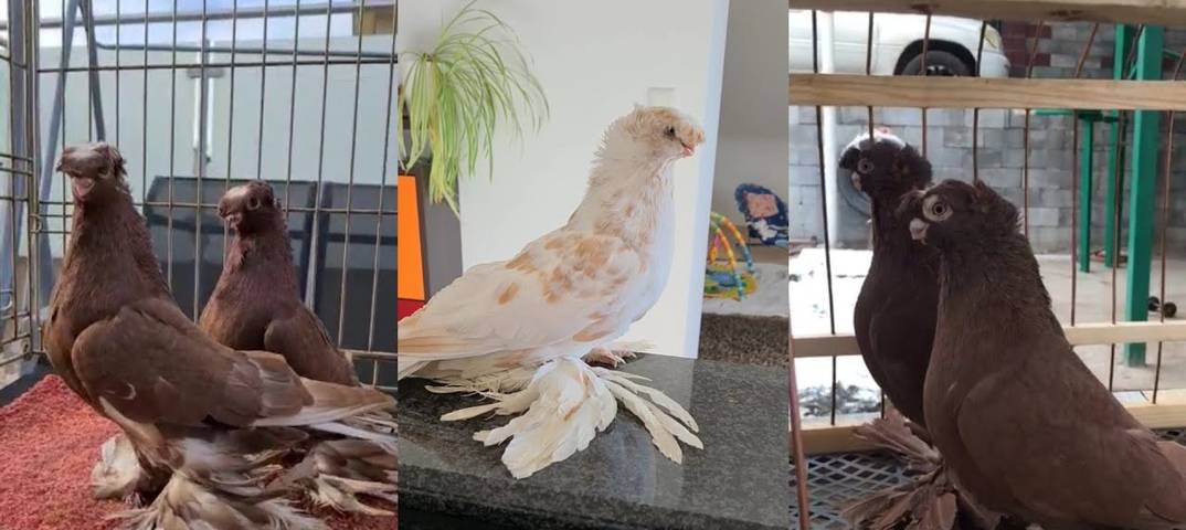 Описание и характеристики голубей узбекской породы, разведение и уход