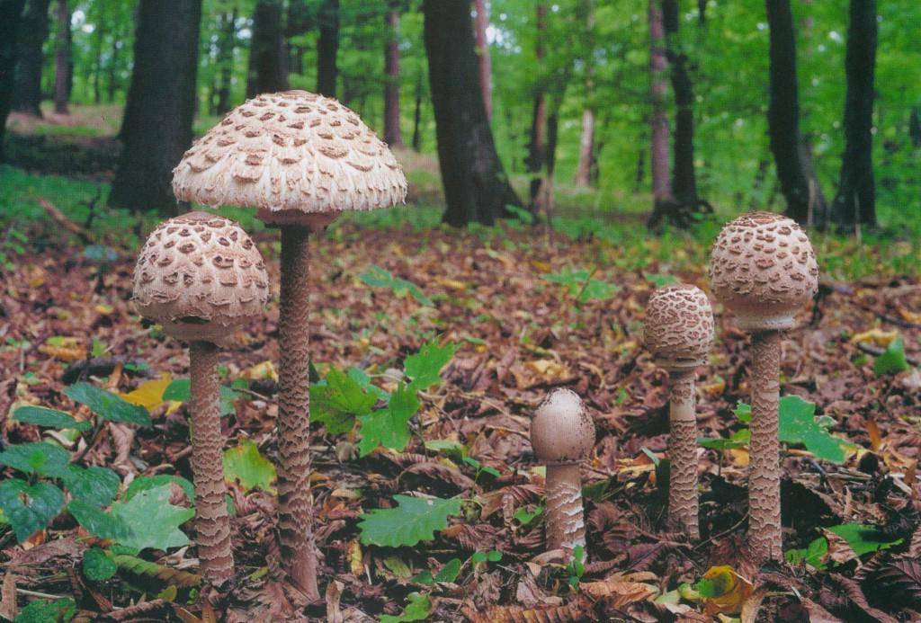 Описание гриба зонтика краснеющего и особенности применения