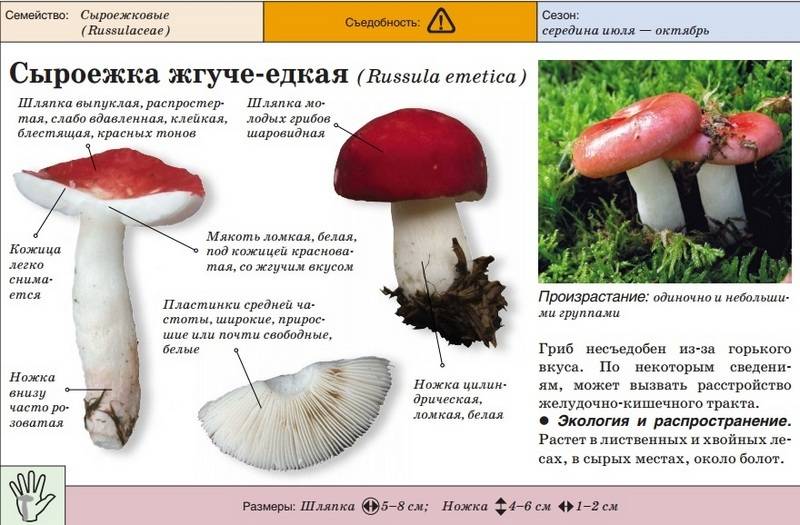 Какие грибы можно есть сырыми - полный список