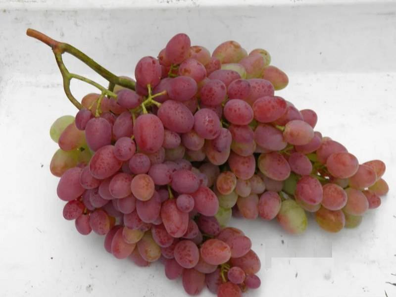 Гелиос — виноград, которому покровительствует солнце. чем нравится гелиос любителям винограда?