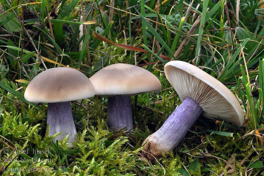 Рядовка лиловоногая или синеножка: описание и фото, где растет гриб, рецепты пошагово на зиму в домашних условиях