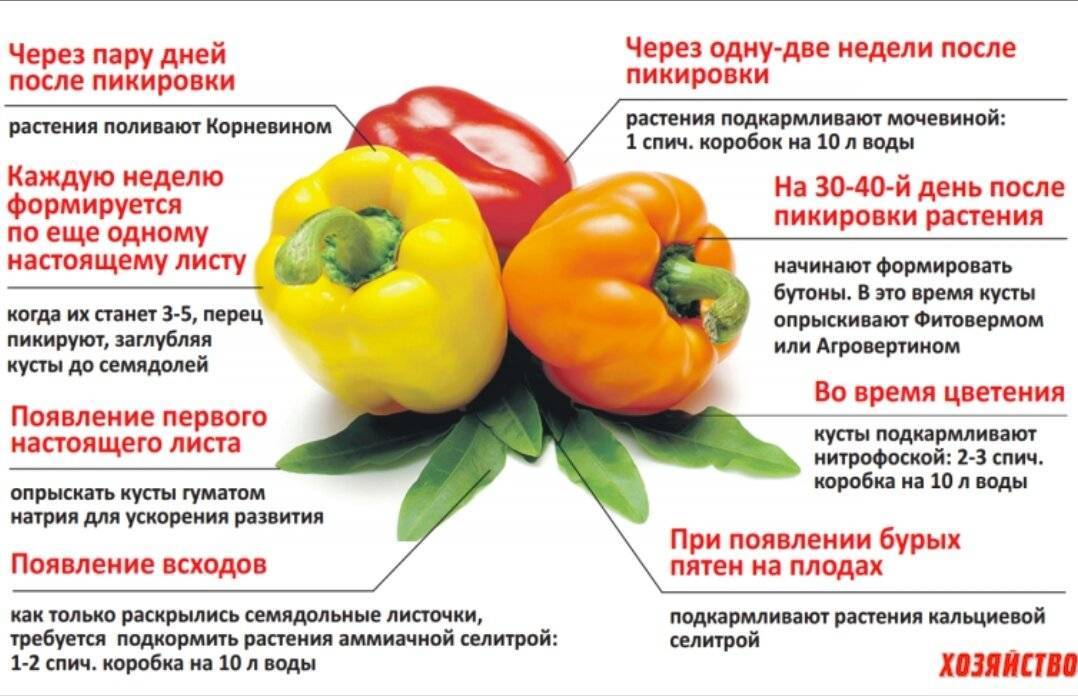 Подкормка болгарского перца