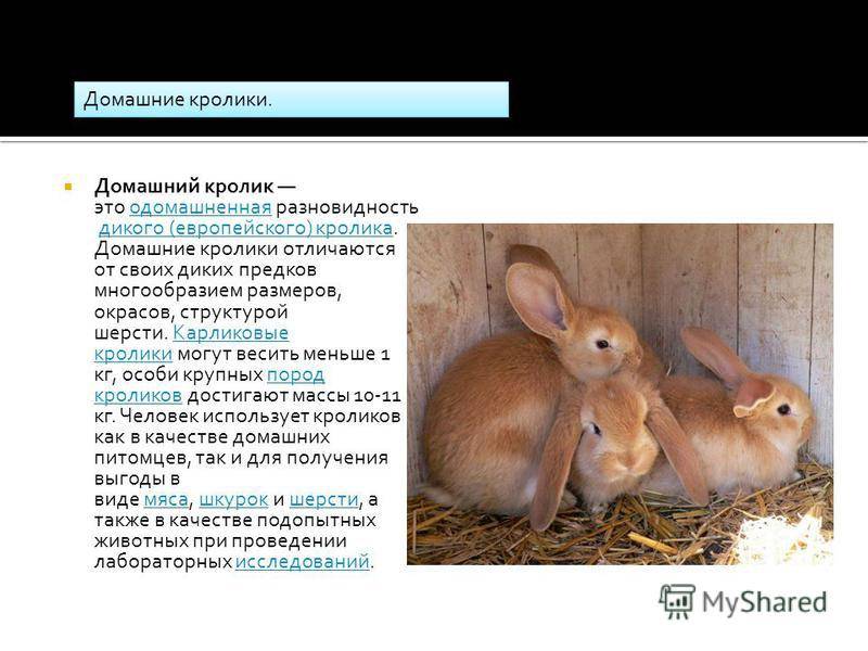 В каком возрасте можно случать кроликов в первый раз, во сколько месяцев, спаривание зимой