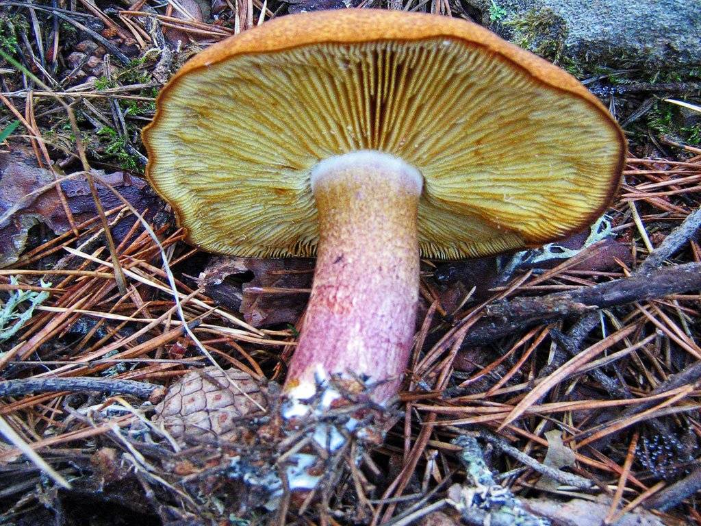 Рядовки (грибы). описание, фото и виды