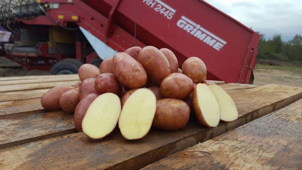 Картофель кураж: подробное описание сорта картошки и его вкусовых качеств, фото внешнего вида, особенности выращивания и отзывы о преимуществах и недостатках