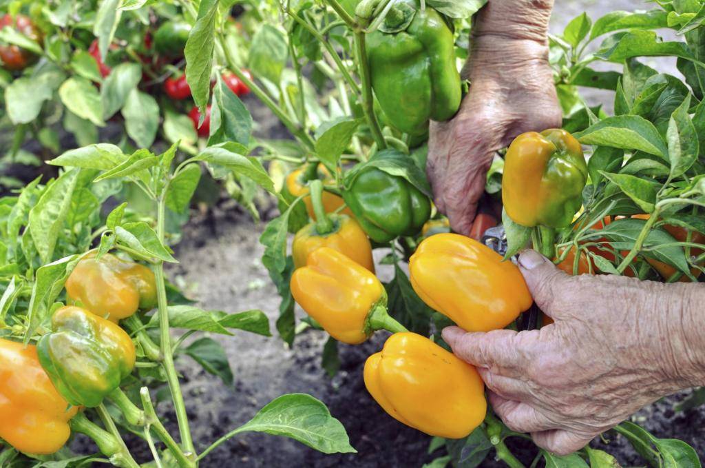 Перец болгарский: выращивание и уход в открытом грунте, схема посадки и агротехника