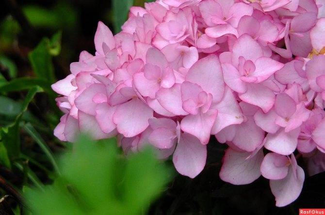Гортензия miss saori (мисс саори) крупнолистная: описание, зимостойкость растения, посадка и уход, фото