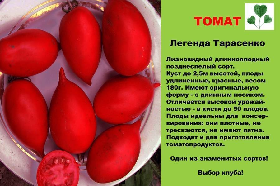 Томат юбилейный тарасенко описание и фото