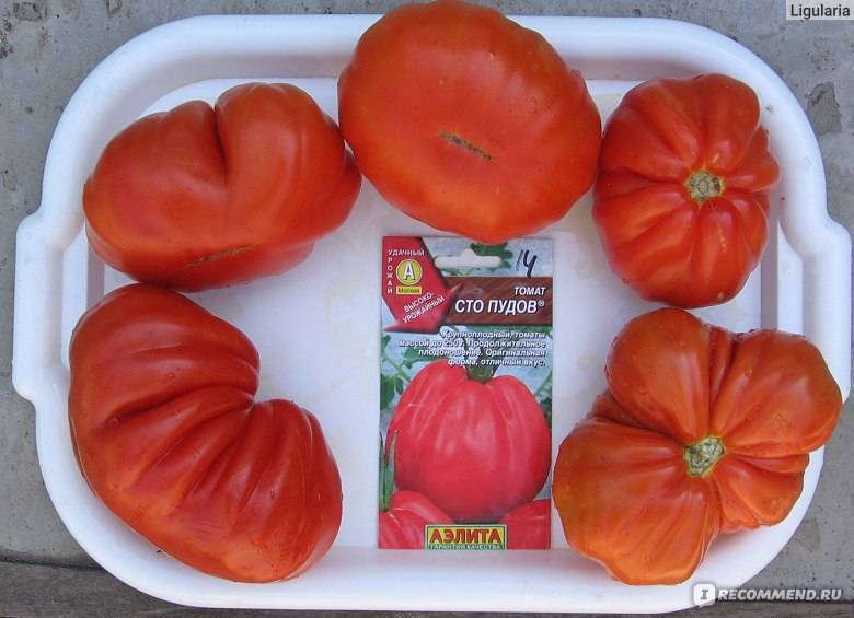 Томат сто пудов (50 фото): описание сорта помидор 100, сахарный пудовичок, отзывы