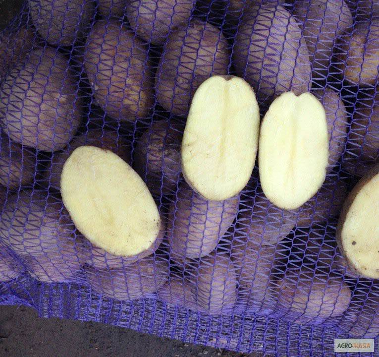 Подробная характеристика сорта картофеля журавинка. рекомендации по выращиванию и другие полезные советы