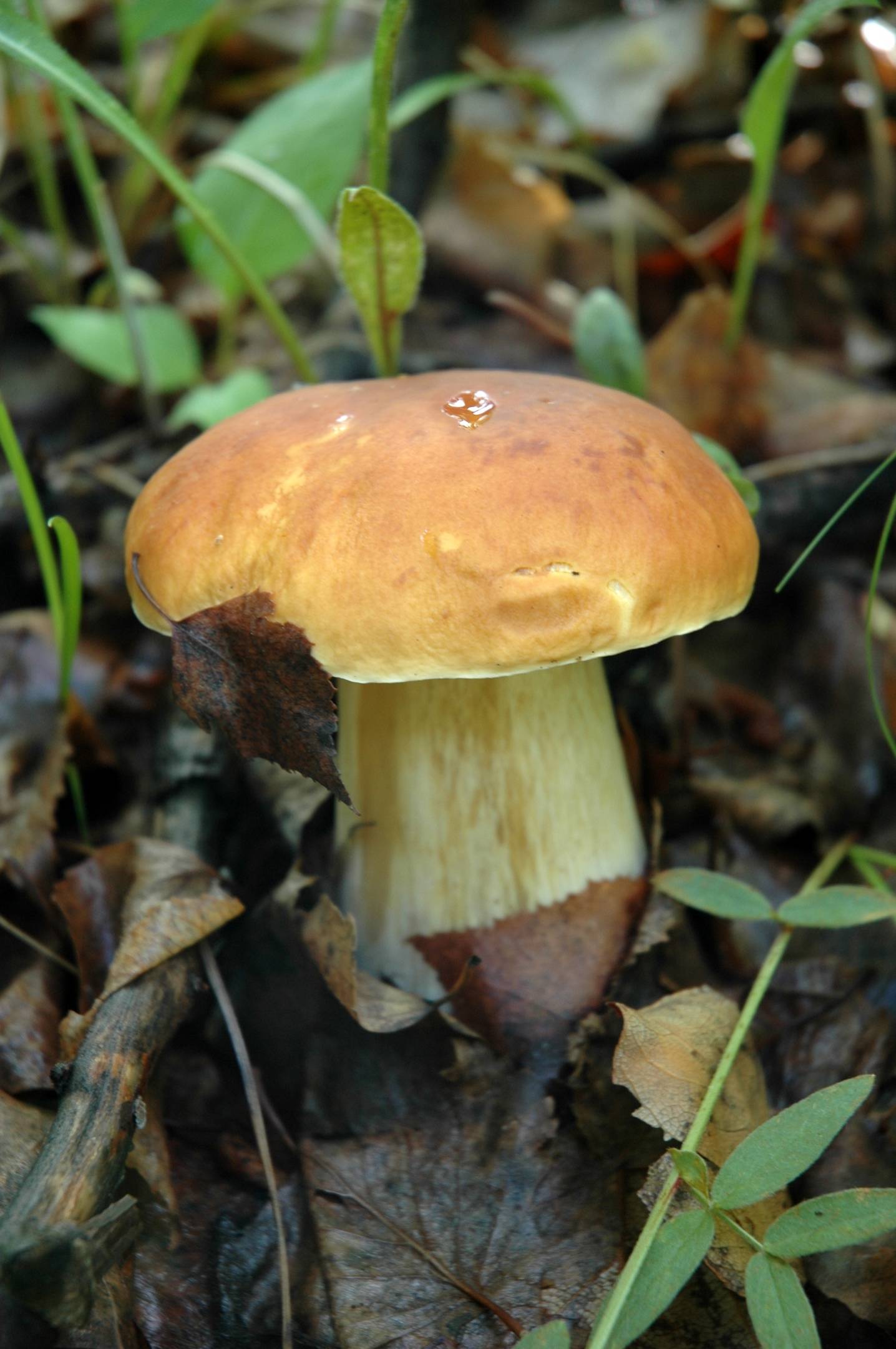 Ядовитые грибы Забайкальского края
