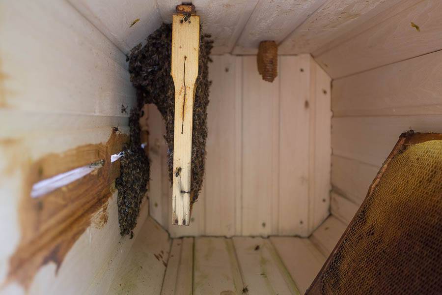 Колодное (бортевое) пчеловодство для начинающих: что это такое