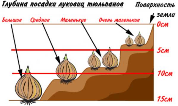 Схема высадки тюльпанов