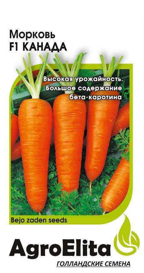Морковь канада f1 — описание и характеристики сорта