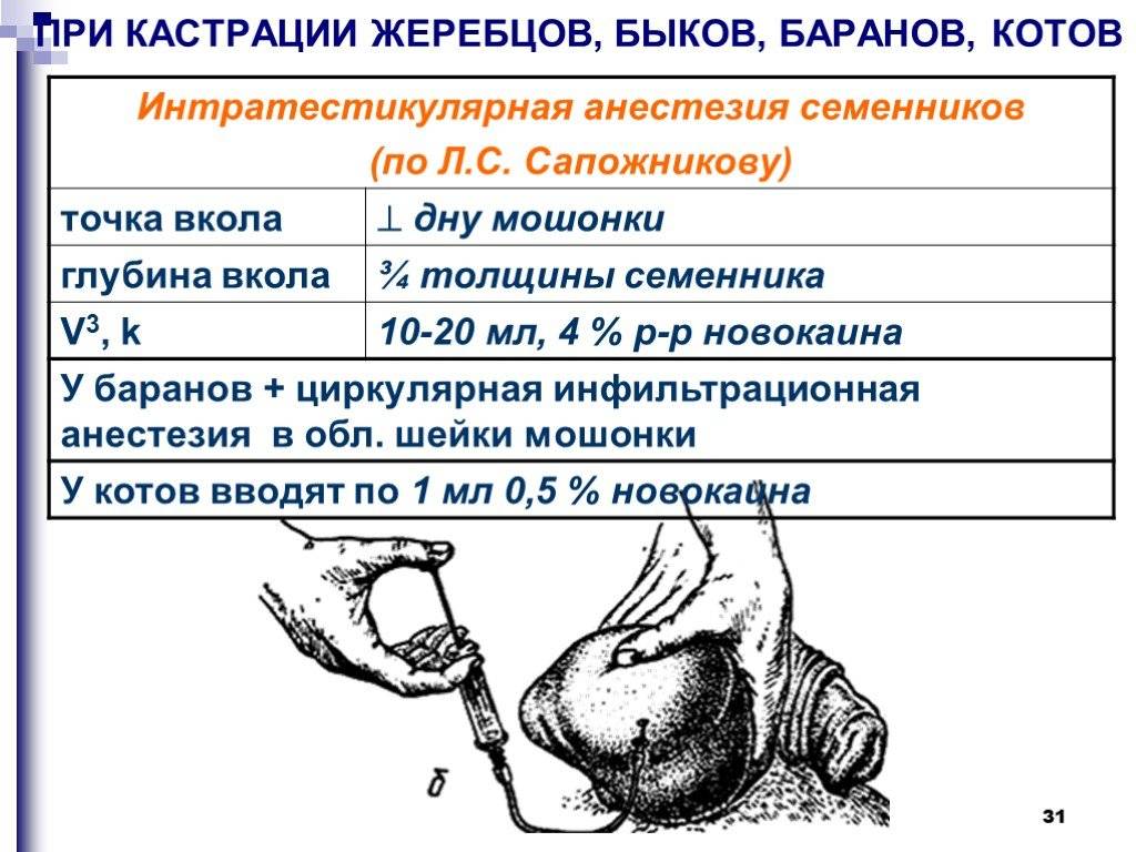 Как кастрируют кота схема