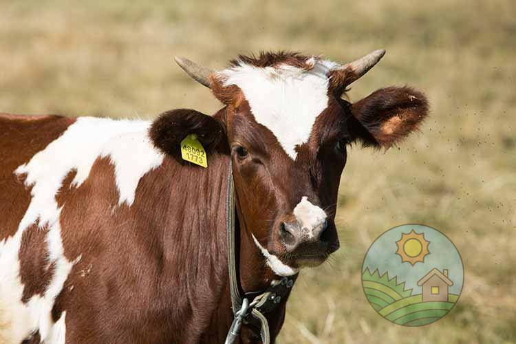 Айрширская порода коров - особенности, фото и видео | россельхоз.рф