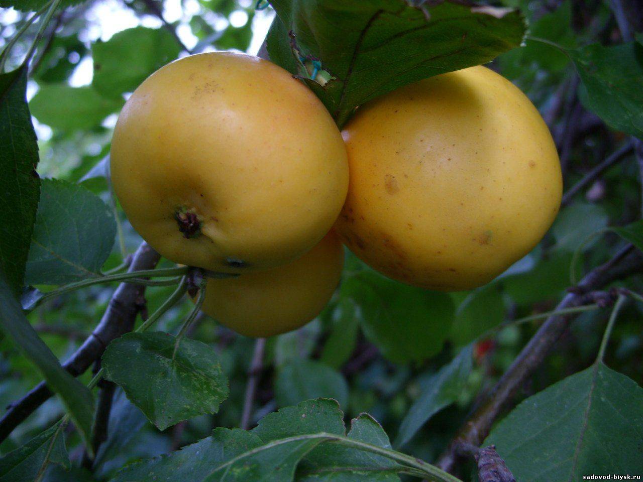 Сорт яблони уральское наливное фото