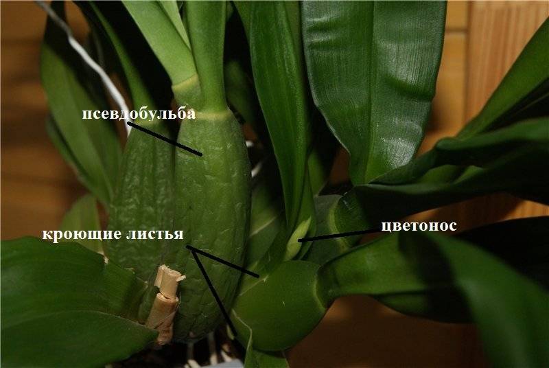 Сколько существует видов орхидей: название, описание и фото