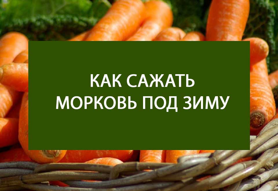 Подзимние сорта моркови. Что посадить после морковки.